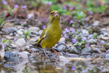 Grünfink (Carduelis chloris) Männchen