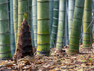 Obraz premium 竹林に生える竹の子