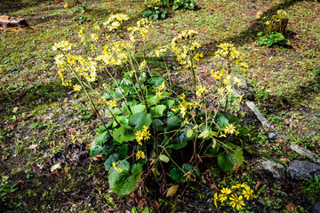 京都、蹴上げの紅葉と木造の建物等
