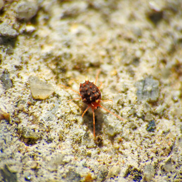 Closeup Of A Red Spider Mite On A Pebbly Ground