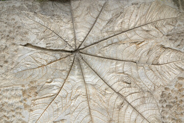 old marks of leaf on the gray concrete background