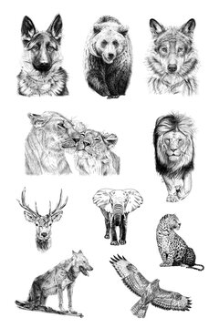 Set of ten animals, hand drawn illustrations