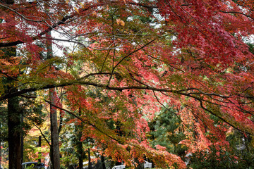京都、蹴上げの紅葉と木造の建物等
