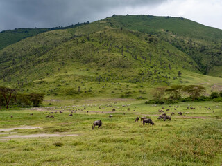 Ngorongoro Crater, Tanzania, Africa - March 1, 2020: Wildebeest roaming the savannah