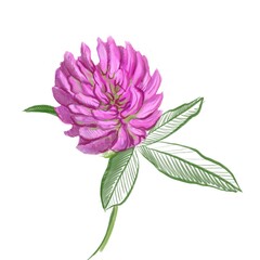 drawing red clover flower