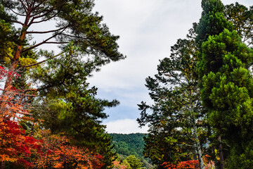 京都、蹴上げの紅葉と木造の建物等
