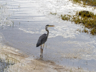 Ngorongoro Crater, Tanzania, Africa - March 1, 2020: Great heron standing in lake