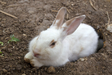 Cute white rabbit on the dug-hole area.