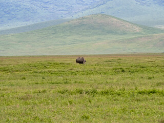 Ngorongoro Crater, Tanzania, Africa - March 1, 2020: Black Rhino grazing along the savannah