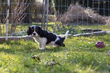 The beautiful King Charles Cavalier Spaniel puppy
