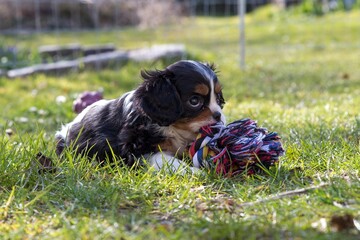 The beautiful King Charles Cavalier Spaniel puppy