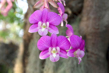 Orchid flower in tropical garden. Blur background