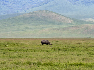 Ngorongoro Crater, Tanzania, Africa - March 1, 2020: Black Rhino grazing along the savannah