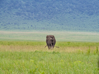 Fototapeta premium Ngorongoro Crater, Tanzania, Africa - March 1, 2020: African elephant grazing along savannah