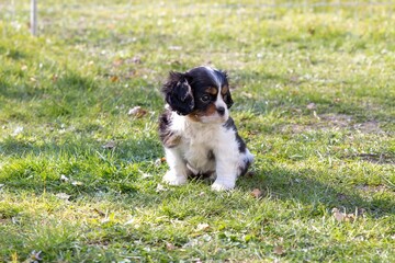 Naklejka na ściany i meble The beautiful King Charles Cavalier Spaniel puppy
