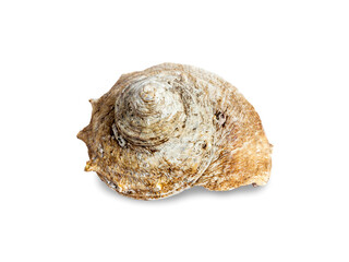Beautiful seashell isolated on white background.