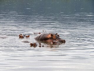 Fototapeta premium Ngorongoro Crater, Tanzania, Africa - March 1, 2020: Hippos in lake in Ngorongoro Crater