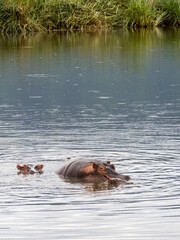Fototapeta premium Ngorongoro Crater, Tanzania, Africa - March 1, 2020: Hippos in lake in Ngorongoro Crater