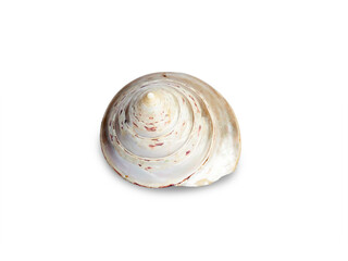 Beautiful seashell isolated on white background.
