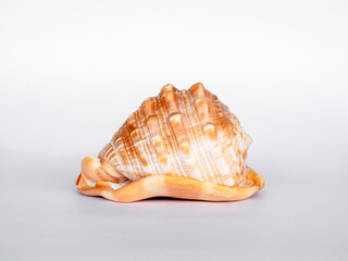 Beautiful seashell isolated on white background.