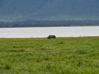 Ngorongoro Crater, Tanzania, Africa - March 1, 2020: Black Rhino grazing along the savannah