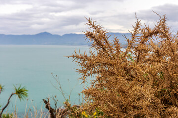 Vegetation growing on a steep bank on Palliser Bay, New Zealand