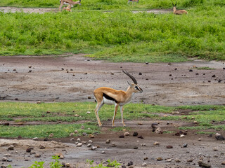 Ngorongoro Crater, Tanzania, Africa - March 1, 2020: Grant's gazelle resting on savannah