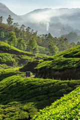 Tea plantations landscape with indian auto rickshaw driving through in Munnar, India