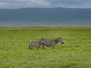 Fototapeta na wymiar Ngorongoro Crater, Tanzania, Africa - March 1, 2020: Zebras in Ngorongoro Crater