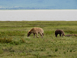 Ngorongoro Crater, Tanzania, Africa - March 1, 2020: Spotted hyenas playing on savannah