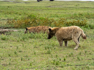 Ngorongoro Crater, Tanzania, Africa - March 1, 2020: Spotted hyenas playing on savannah