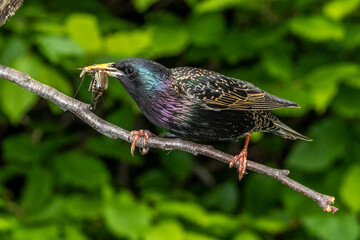 Star (Sturnus vulgaris) mit Futter für den Nachwuchs