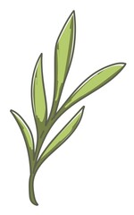 Obraz premium Botanic flora, branch with leaves, twig of plant