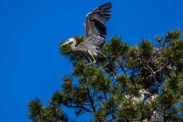 Graureiher (Ardea cinerea) Jungvögel