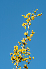 tiny dense yellow flowers blooming on the thin branch under the clear blue sky in the park