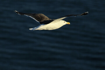 seagull in flight