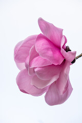 close up of one beautiful pink magnolia flower blooming on the tip of the branch with bright sky background