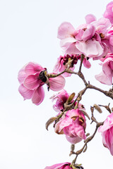 close up of some beautiful pink magnolia flowers blooming on the tip of the branch with bright sky background