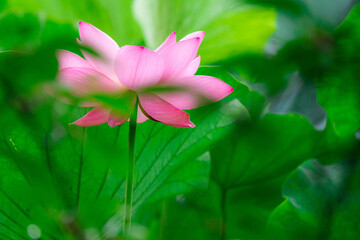 大きく開いた一輪の蓮の花