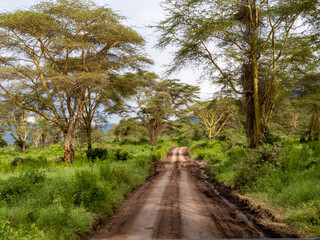 Fototapeta na wymiar Ngorongoro Crater, Tanzania, Africa - March 1, 2020: Dirt road through Ngorongoro Crater