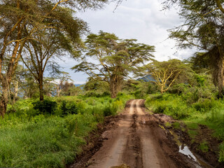 Fototapeta na wymiar Ngorongoro Crater, Tanzania, Africa - March 1, 2020: Dirt road through Ngorongoro Crater