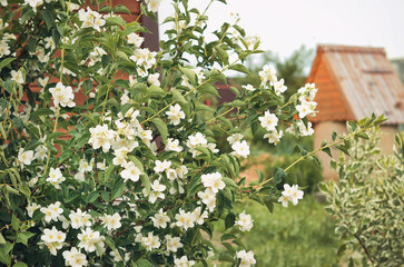 bird house in the forest