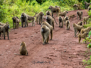 Lake Manyara, Tanzania, Africa - March 2, 2020: Baboons along side of road - Powered by Adobe