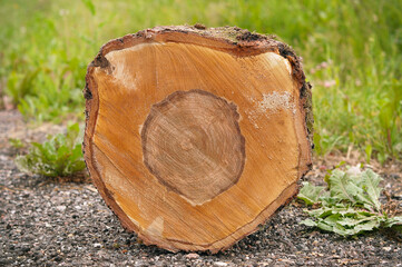 cross section of tree