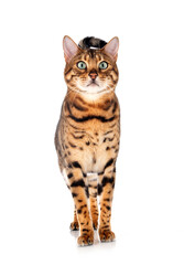 bengal in studio
