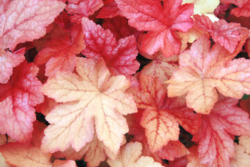 Horizontal nature background with autumn leaves