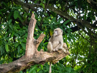Lake Manyara, Tanzania, Africa - March 2, 2020: Baboons up in tree
