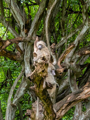 Lake Manyara, Tanzania, Africa - March 2, 2020: Baboons up in tree