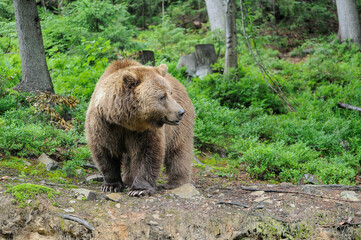 Wild  Brown Bear (Ursus Arctos) in the forest.