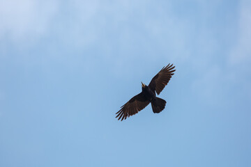 Corvus frugilegus. Rook in flight with blue sky in the background.